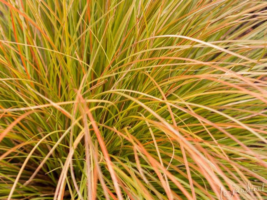 Carex testacea 'Prairie Fire'