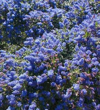 Ceanothus 'Concha'