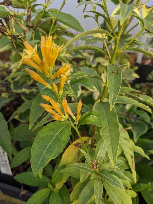 Cestrum parqui