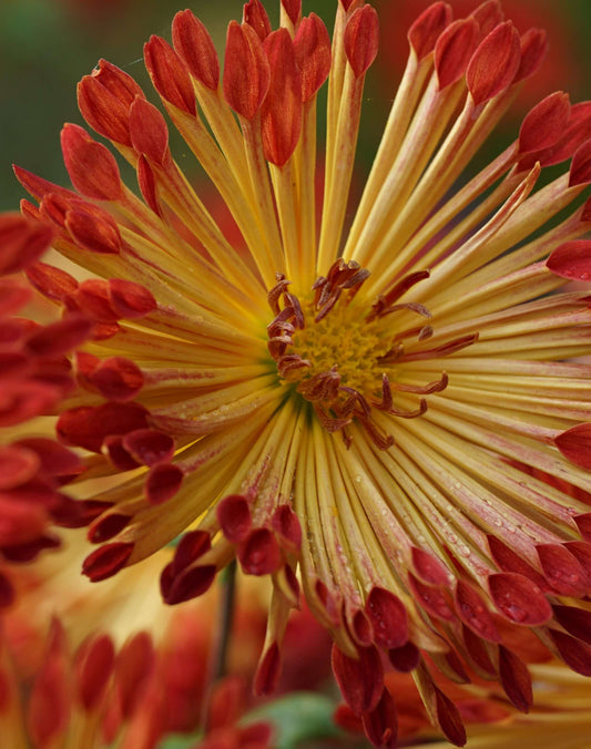 Chrysanthemum 'Matchsticks'