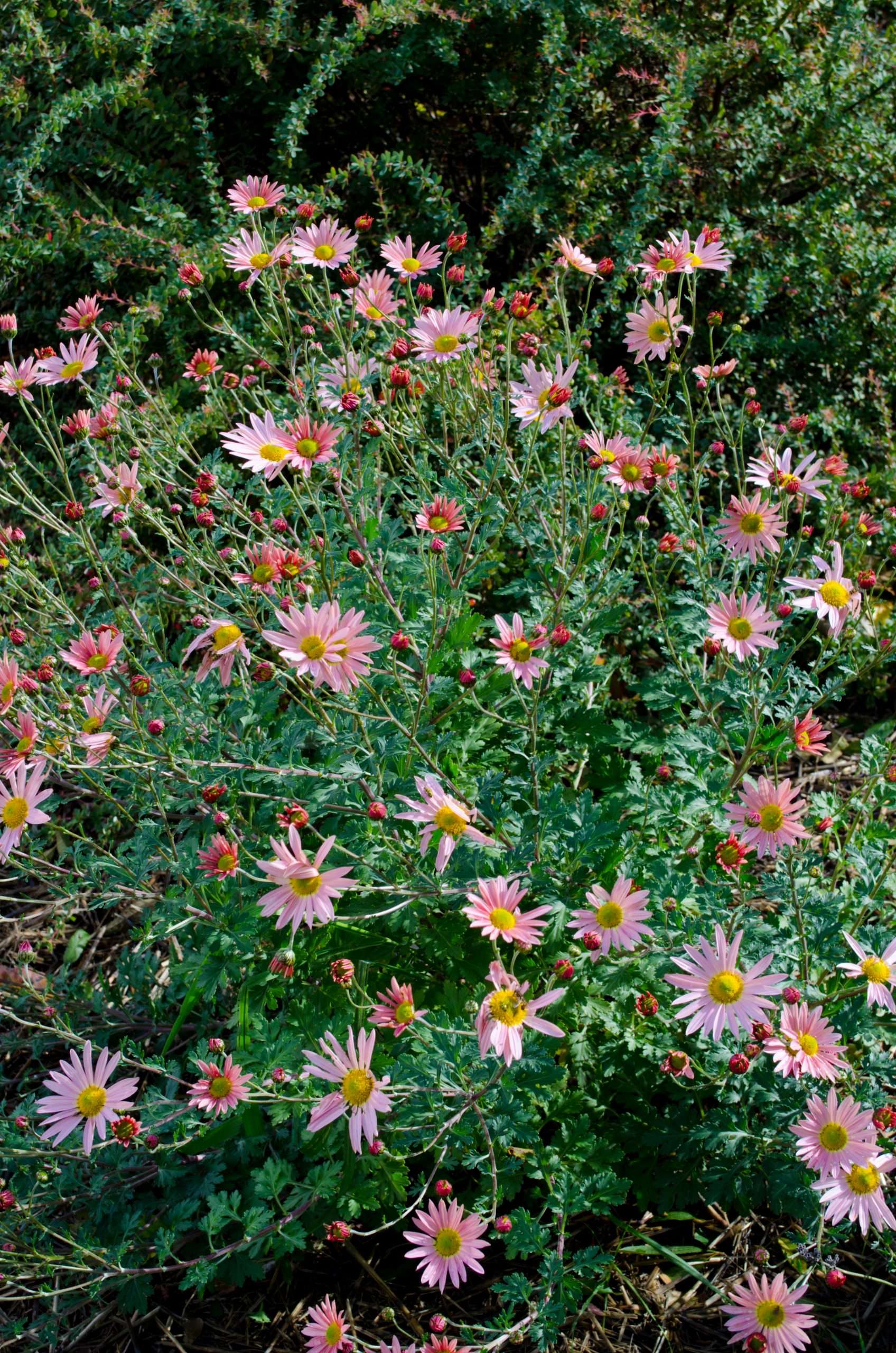 Chrysanthemum 'Hillside Sheffield Pink'