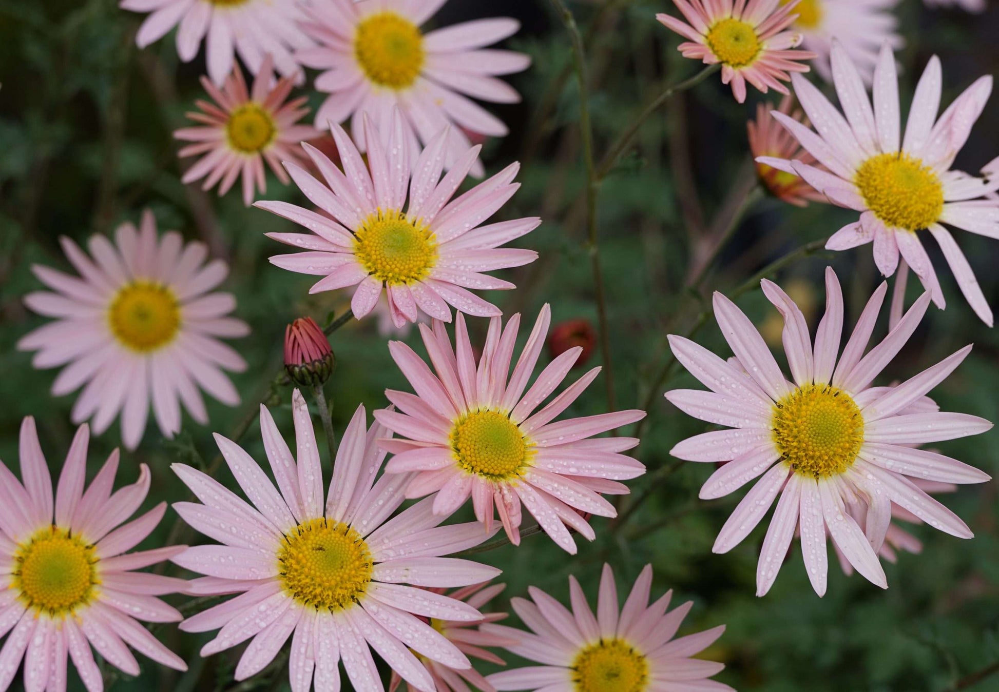 Chrysanthemum 'Hillside Sheffield Pink'