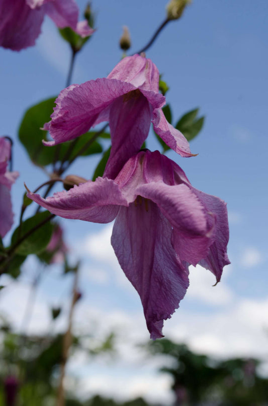 Clematis 'Alionushka'