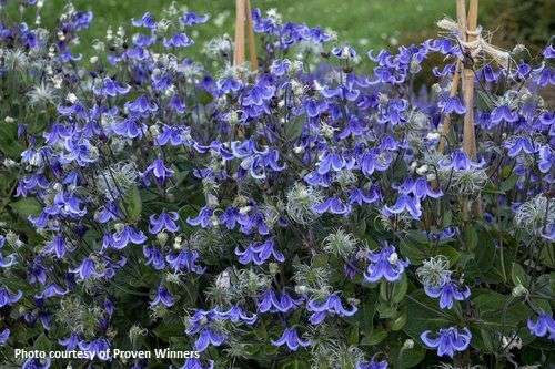 Clematis 'Stand By Me' PPAF