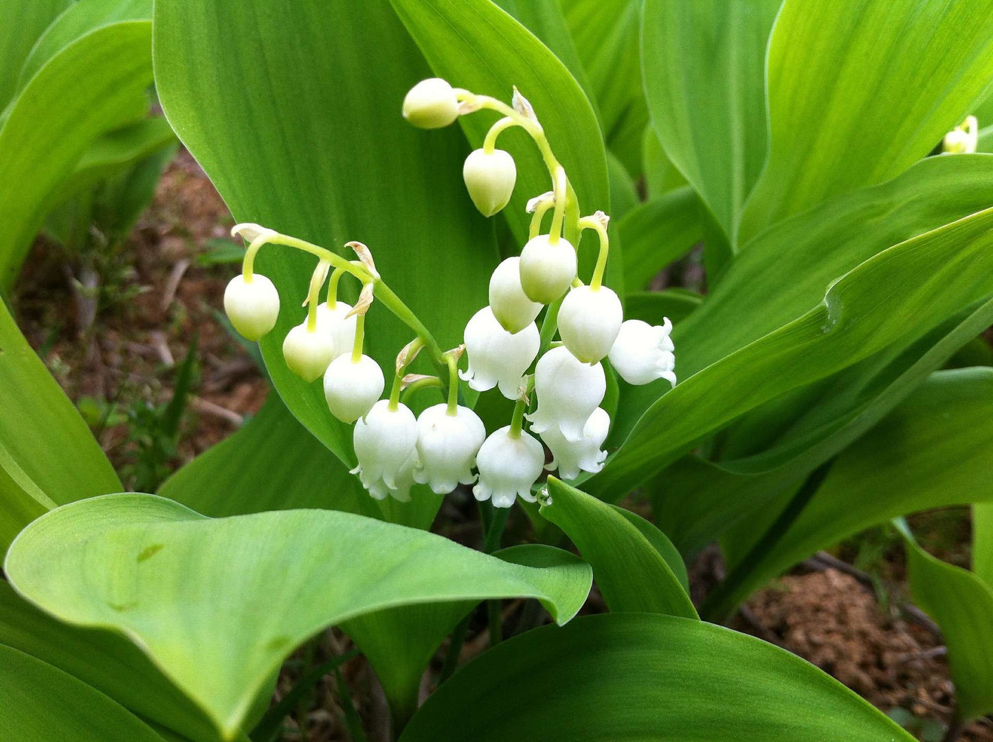 Convallaria Majalis 'Lily of the Valley' (Ships in Spring
