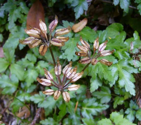 Coptis Coptis laciniata – Secret Garden Growers