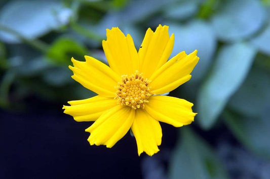 Coreopsis auriculata 'Nana'