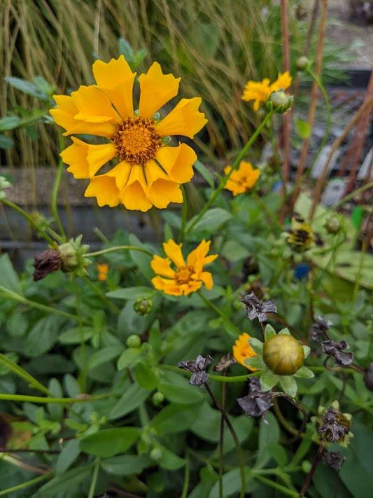 Coreopsis 'Jethro Tull'