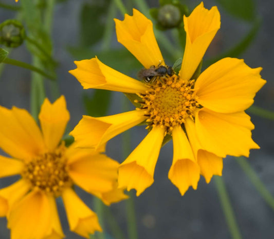 Coreopsis auriculata 'Zamphir'