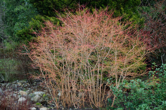 Cornus sanguinea 'Midwinter Fire'