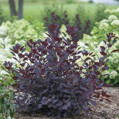 Cotinus coggygria Winecraft Black