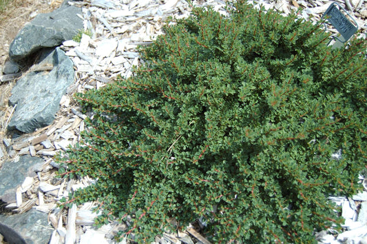 Cotoneaster microphyllus 'Cooperi'