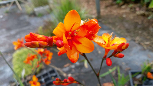 Crocosmia Bright Eyes