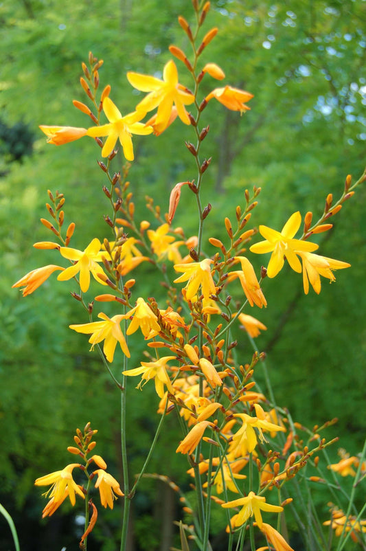 Crocosmia 'Coleton Fishacre'