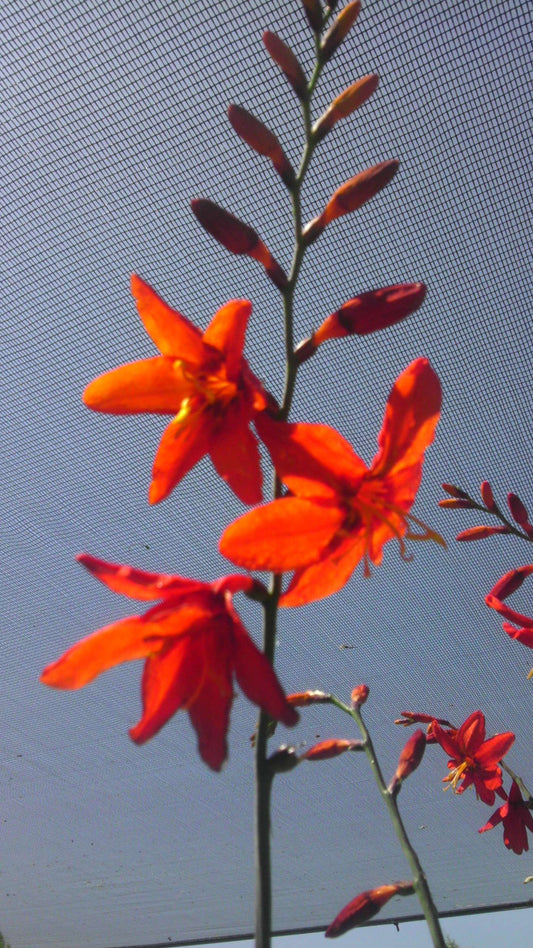 Crocosmia 'Emberglow'