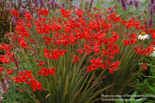 Crocosmia 'Twilight Fairy Crimson'