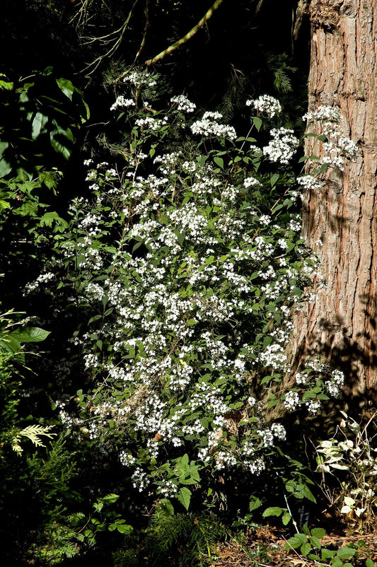 Deutzia gracilis