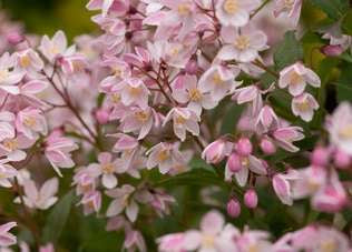 Deutzia x rosea Yuki Cherry Blossom®