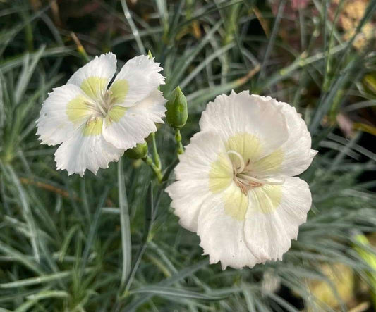 Dianthus ‘Key Lime Pie‘ ® PP29,834