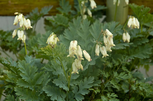 Dicentra 'Silversmith'