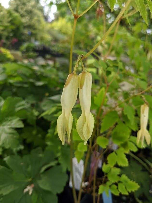 Dicentra macantha