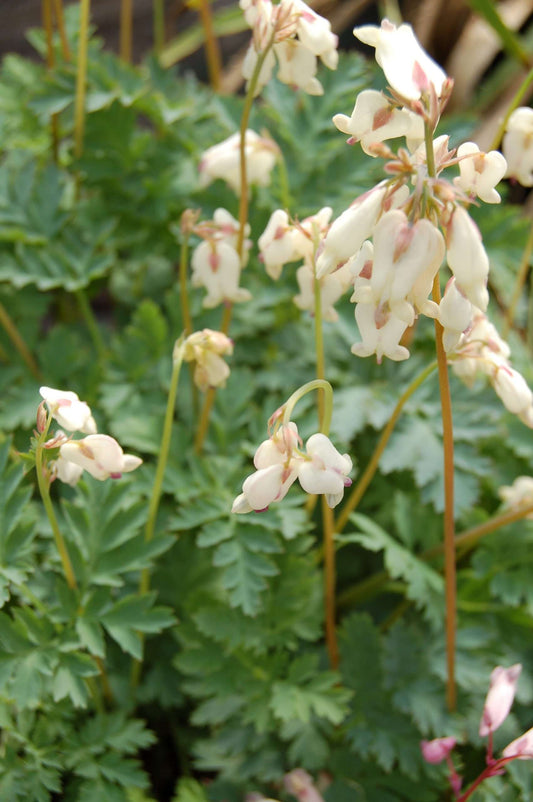 Dicentra Silversmith
