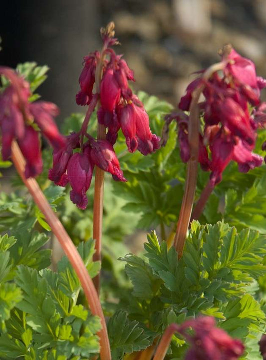 Dicentra 'Luxuriant' - avail April