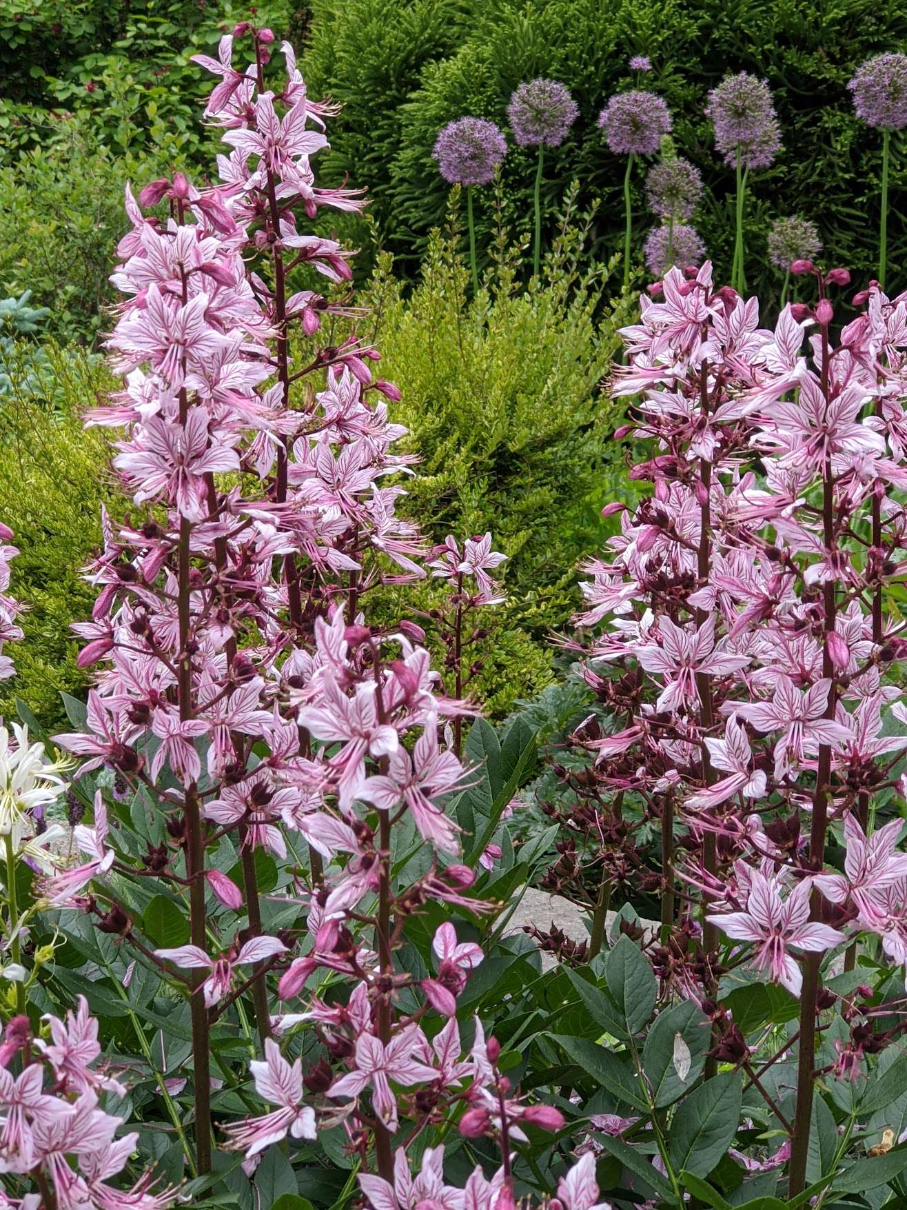 Dictamnus albus var. purpureus – Secret Garden Growers