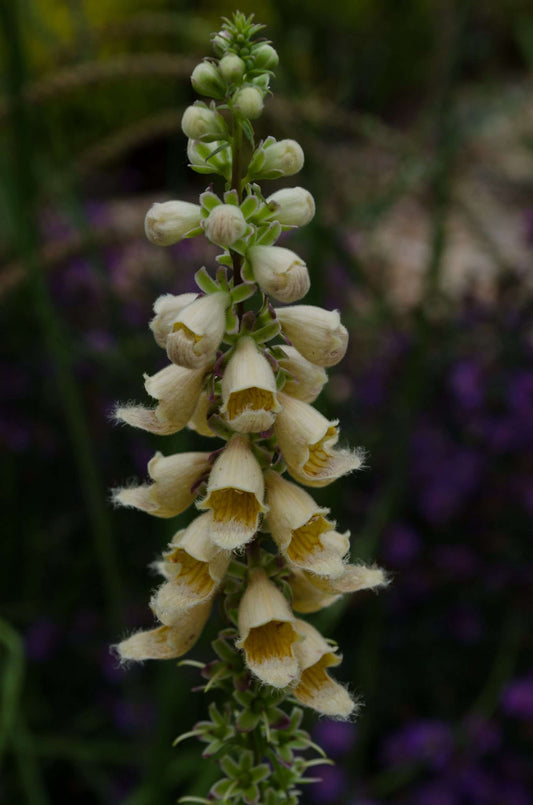 Digitalis parviflora