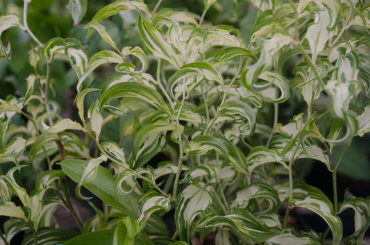 Disporum cantoniense 'Moonlight'