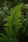 Dryopteris dilatata 'Jimmy Dyce'