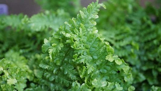 Dryopteris filix-mas 'Parsley'