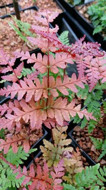 Dryopteris koidzumiana