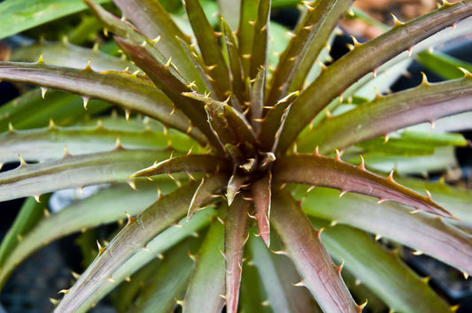 Dyckia 'Burgundy Ice'