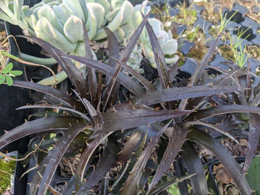 Dyckia 'Burgundy Ice'