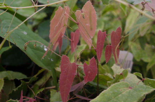 Epimedium fargesii