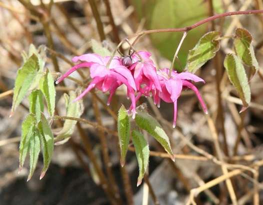 Epimedium grandiflorum 'Red Queen'