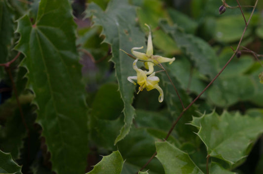 Epimedium ssp nova 'Spine Tingler'