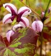 Epimedium 'Kaguyahime'