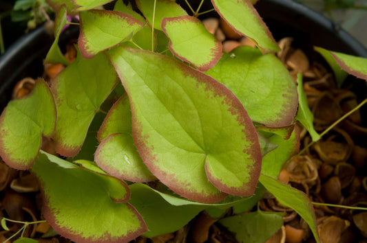 Epimedium x rubrum 'Sweetheart'