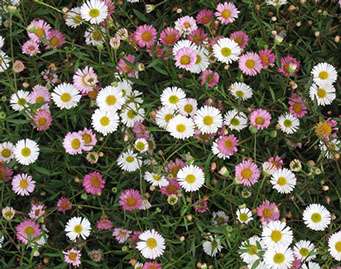 Erigeron karvinskianus 'Spindrift'