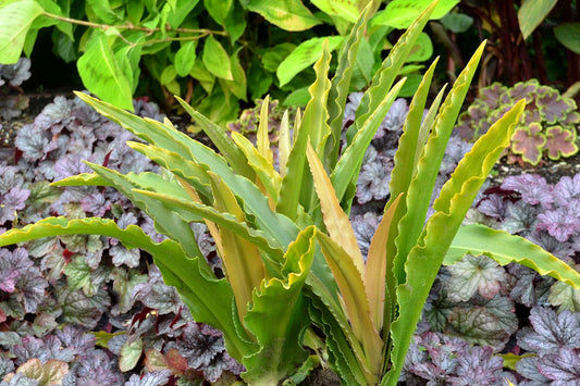 Eucomis 'Glow Sticks'