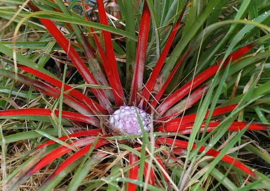 Fascicularia bicolor