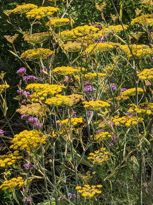 Foeniculum vulgaris 'Purpureum'