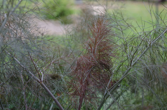 Foeniculum vulgaris 'Purpureum'