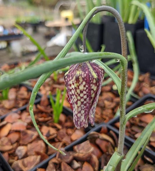 Fritillaria meleagris
