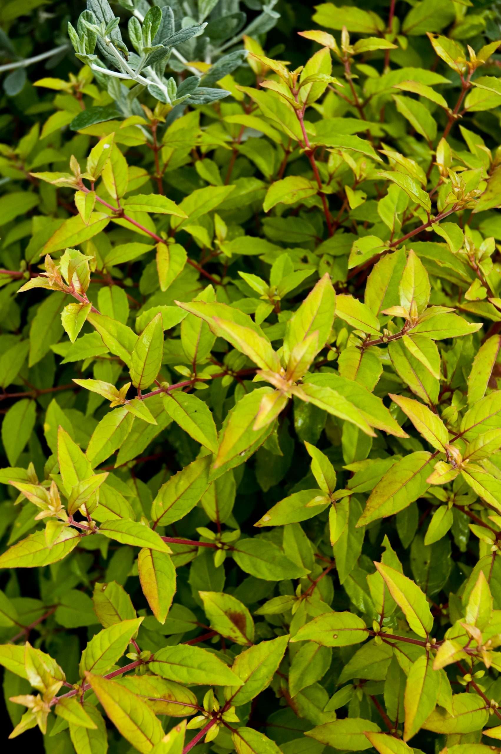 Fuchsia magellanica 'Aurea'