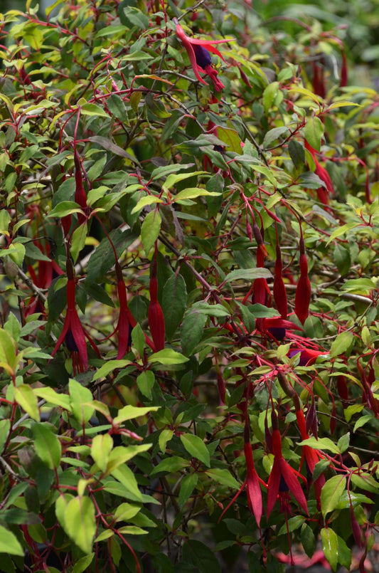 Fuchsia magellanica 'Aurea'