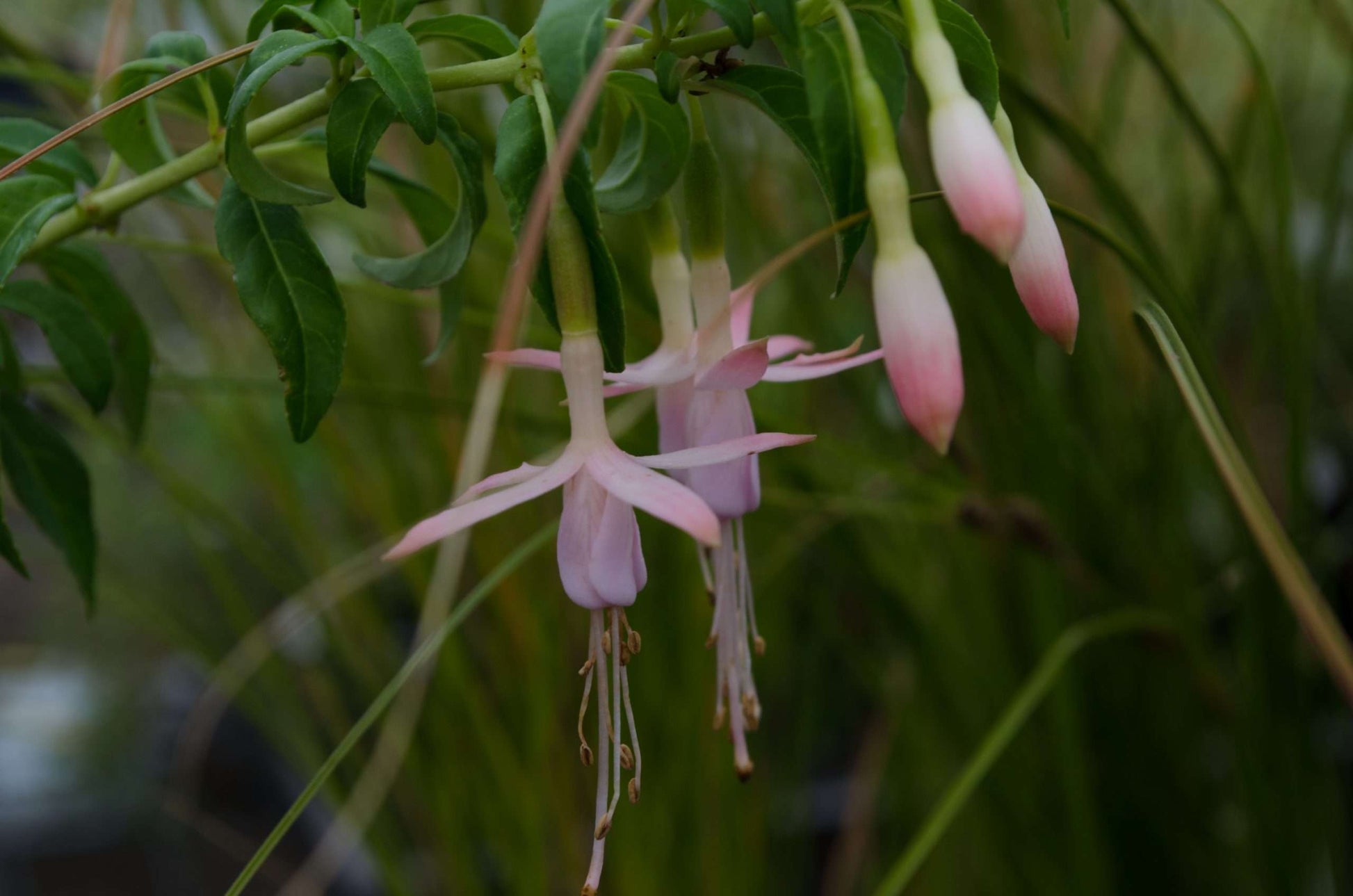 Fuchsia magellanica 'Pink Pearl'