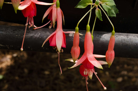 Fuchsia 'Prince of Orange'